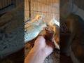 cockatiel singing parrot 🐦😍 #shorts #cockatiel #yellowcockatiel48