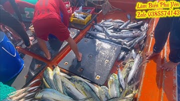 126 - THỢ BẠN 124 TRÚNG MẺ CÁ THU HŨ - DŨA KHI GẶP MÉ RÁC GIỮA BIỂN KHƠI @LàmbiểnPhúYên 