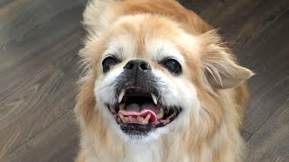 In memory of Miko | April 25,2006 - October 23,2023 News