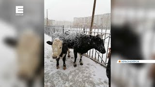 В красноярском микрорайоне Солнечный ищут двух сбежавших коров