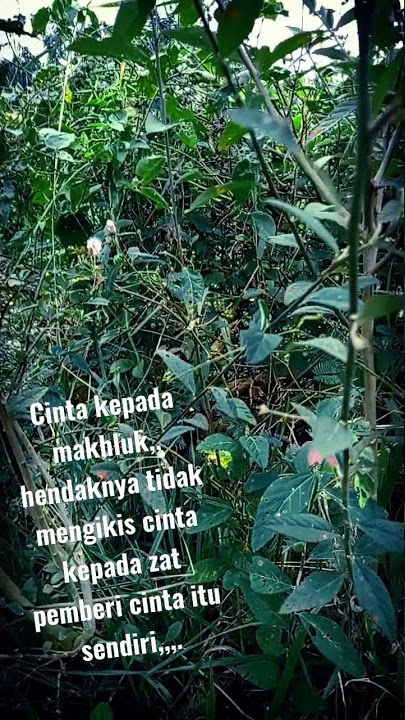 podcast motivasi story wa 30detik kata2 bijak motivasi kehidupan #podcast #vidio #story #whatshap