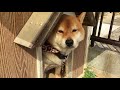 面倒くさそうに起きてきてナデナデを要求する柴犬 Japanese dog shiba inu