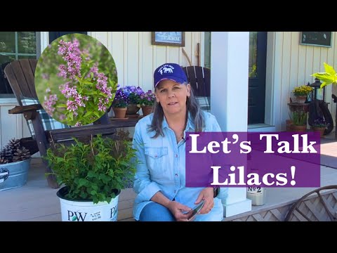Vídeo: Fertilizando Lilases - Quando e Como Fertilizar Arbustos Lilás