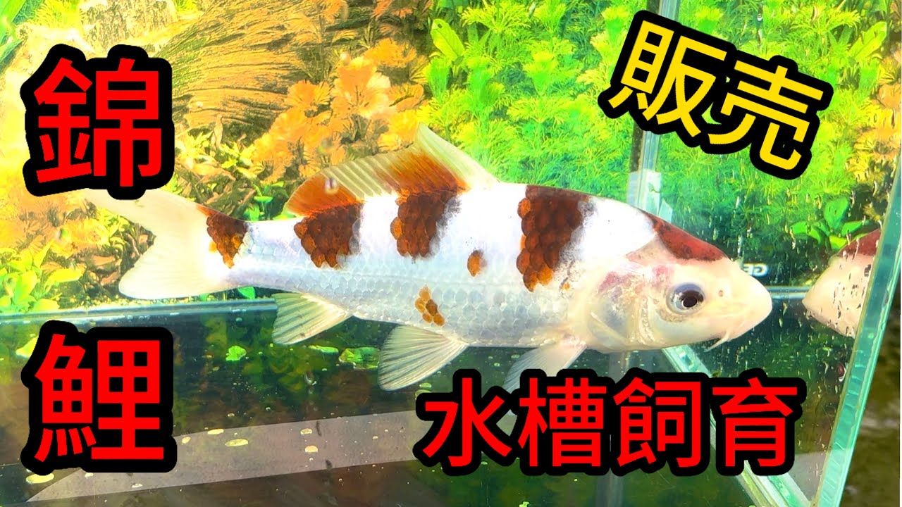 『水槽』水槽飼育にいかがでしょうか？#koi #錦鯉 #nishikigoi