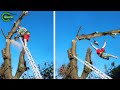 Idiots With Chainsaws: Tree Cutting Fails | Extreme Dangerous Logging Truck Fails #10
