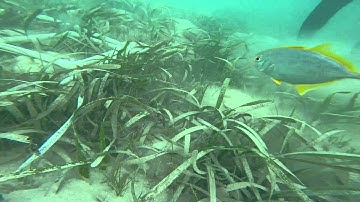 Seagrass survey