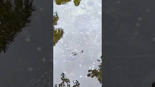 🐢Безмятежные черепахи храма Хунло