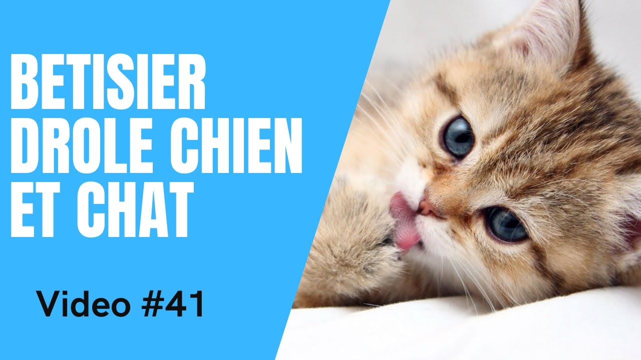 Video Chat Drole