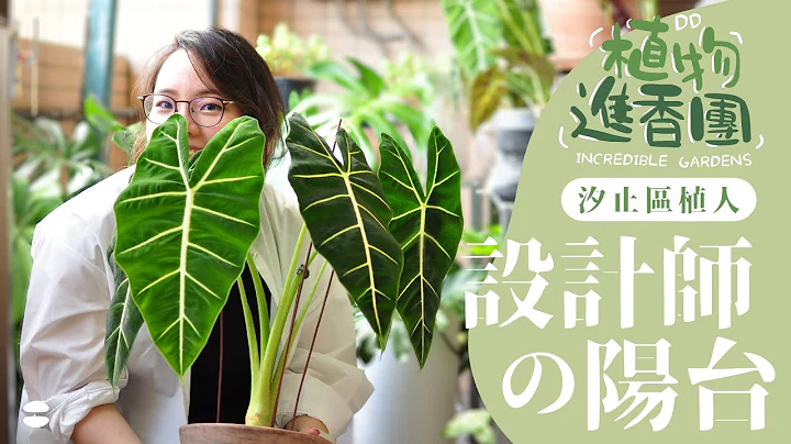 設計師的觀葉植物花園！植物進香團｜EP01 #居家植物 #蔓綠絨 #觀音蓮 - 天天要聞