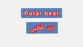 '' Polar bear ..  ترجمة كلمة انجليزية الى العربية - '' دب قطبي