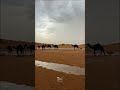 امطار غرب الساري شمال نجران عصر اليوم