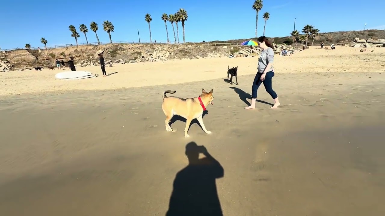 Huntington Beach IHG Hotel super Dog friendly amazing time ￼