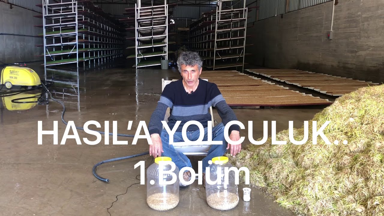 Arpa Hasıl uretiminde KÜF sorununa kesin cözum.!