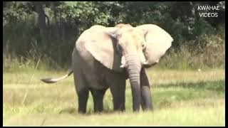 Frank Mukanwa - Amunibona niyemayema