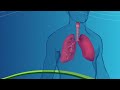 How Asthma Affects Breathing