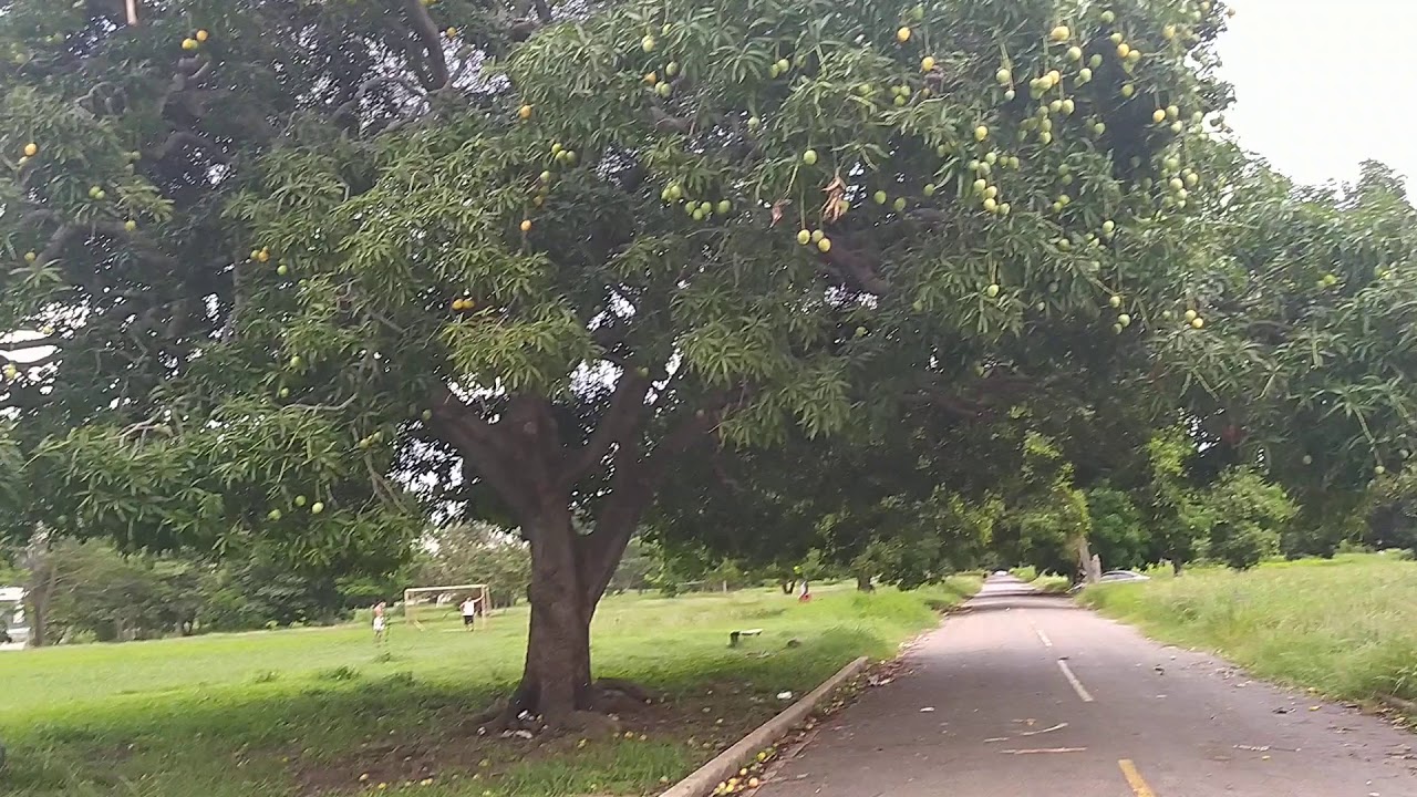 Как Растёт Манго, How Does The Mango Grow, Mangotree