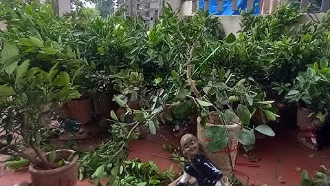 Chia sẻ cách uốn quất. vít quất. vít tay tán quất cảnh. cách vít quất bonsai. cách vít quất mini ###