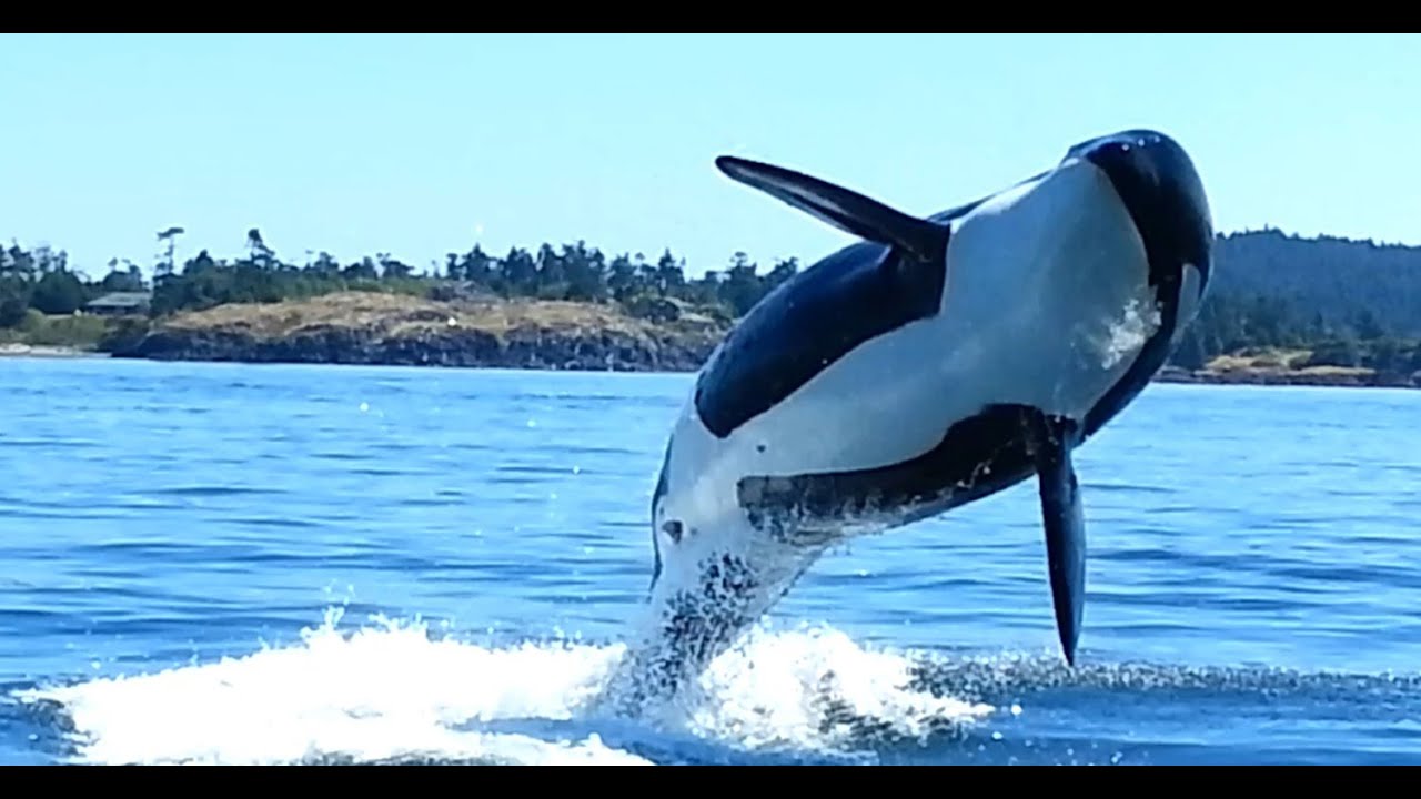 Image result for san juan islands orcas