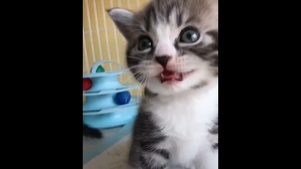 かわいい猫の動画 猫 面白い猫 かわいい猫 Shorts Youtube