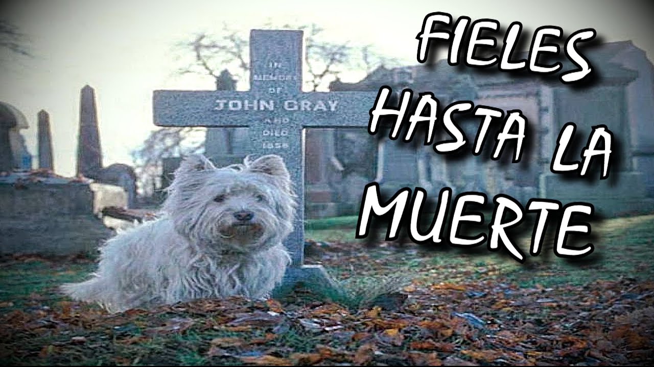 Perros fieles hasta en la muerte (Conmovedoras historias que te harán llorar) | Oscar Jack
