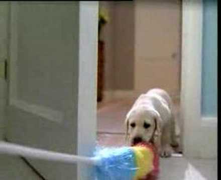 Andrex Puppy Out-takes