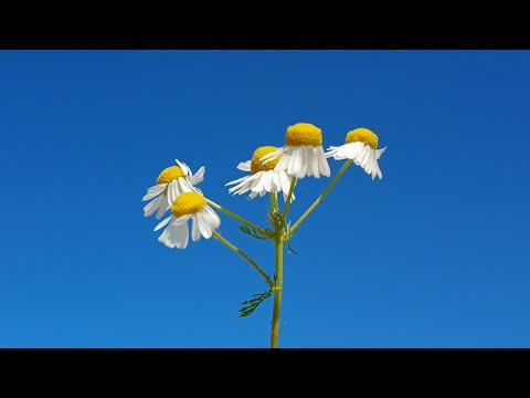 timecli - I'm Tired (Official music Reupload)