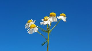 Timecli - Im Tired Official Music Reupload