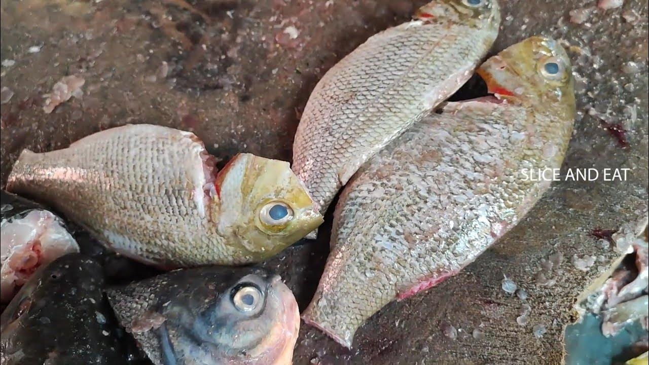 fresh-vilai-meen-katla-fish-cutting-by-venkat-anna-seafood