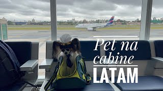 Pet na cabine Latam - Voo CGH a CNF - Congonhas - SP a Confins - BH/MG