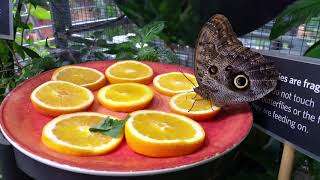 Butterfly Eating Nectar from an Orange Slice Profile