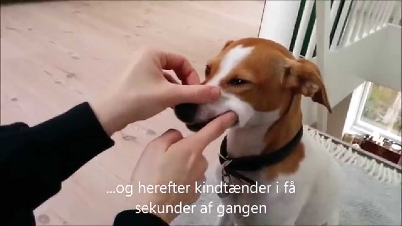 hund; guide til indlæring