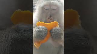 Monkey Momy take care Baby jsut born 2 days Lovley Young Baby Many First Born Money this Season 227