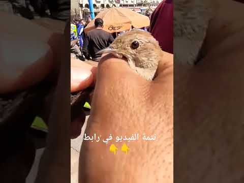 تفريق بين دكر وأنتى طائر العندليب الحسنية سوق الحسون تغريدة