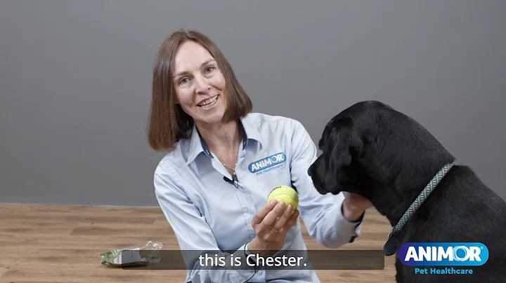 Meet the Animor Team -  Bridget Atkinson, our Clin...