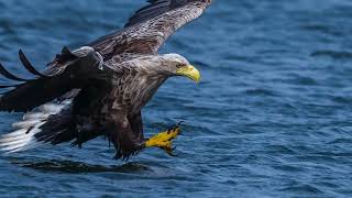 White Tailed Eagles in Outer Hebrides | HD Nature and Wildlife