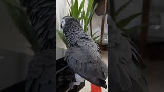 Fandok Says Goodnight To All The Animals