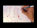 Unraveling DNA Structure and Function Through Interactive Learning