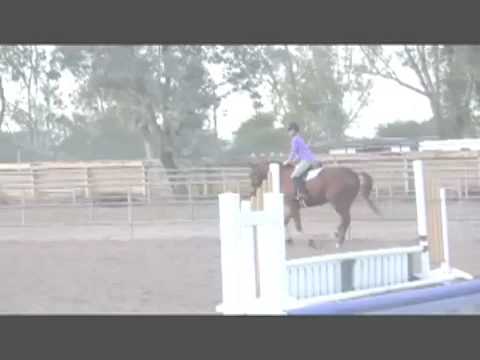 Alvin//under saddle.