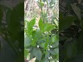 lemon ke ped #shortvideo #viralvideo #nayenawelidulhanparpehledin