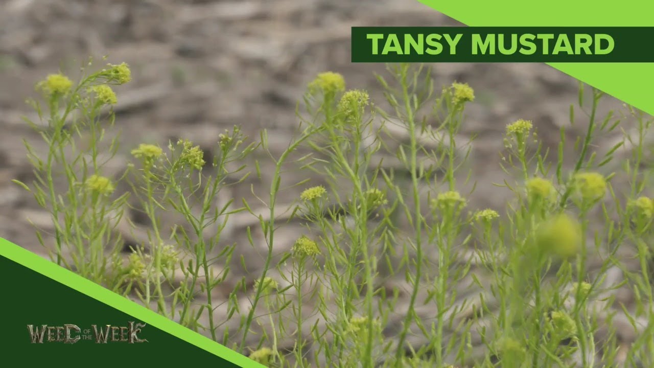 Weed of the Week 1116 Tansy Mustard (Air Date 82519) YouTube