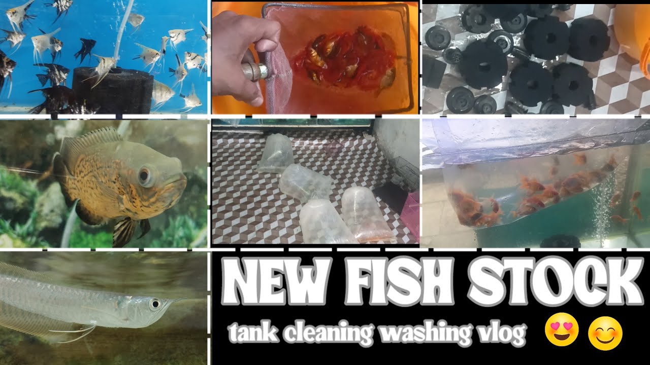 new fish stock tank cleaning washing vlog नया फिश का स्टॉक आया है ❤️‍🔥 जल्दी से विजिट करो शॉप पर