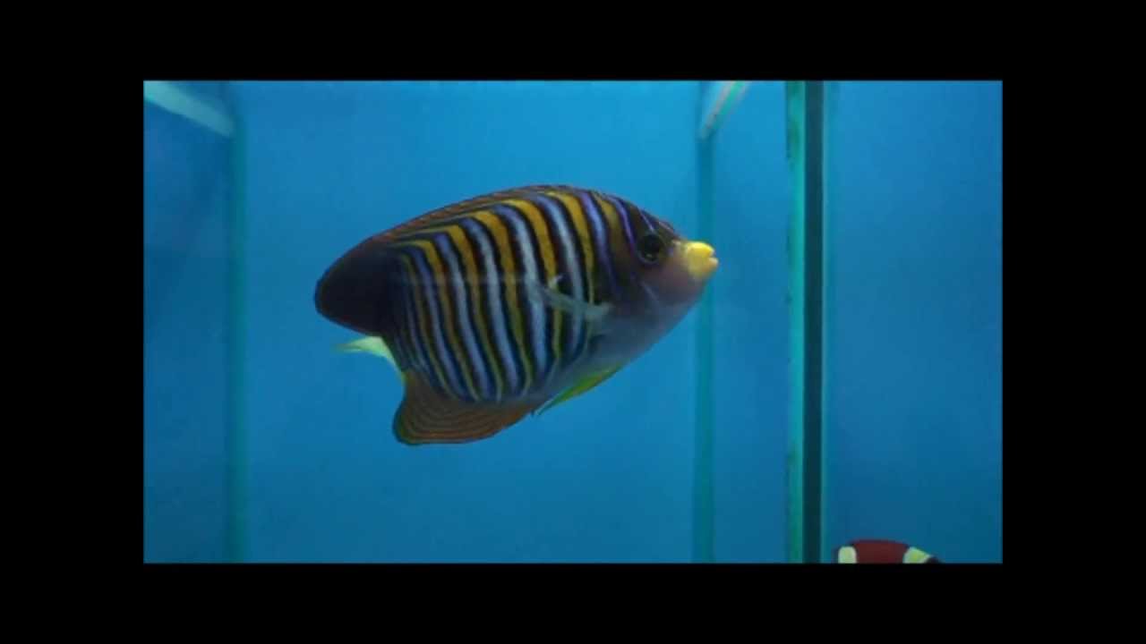 camera iphone 8 plus apk 91皇帝神仙(毛巾 香港)Pygoplites diacanthus(Regal angelfish)20130502