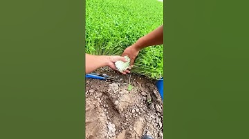 Technique for quickly harvesting celery using a cutting knife #shorts