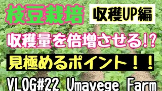 枝豆栽培　収穫量を倍増させる栽培方法について！！！VLOG#22
