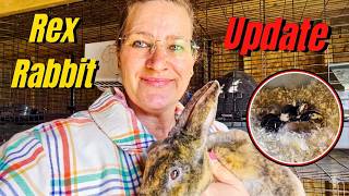 Update! My Rex Rabbit Project