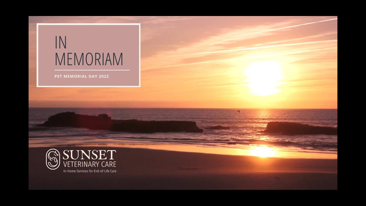 Pet Memorial Day 2022 YouTube