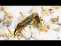 These Lovebugs Have Attachment Issues | Deep Look