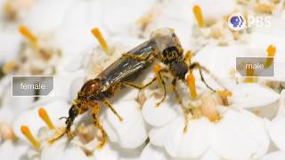 Download Lagu Lovebugs Have Weird Attachment Issues | Deep Look MP3