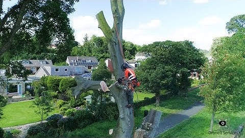 Aberdour GC Beech Tree Fell