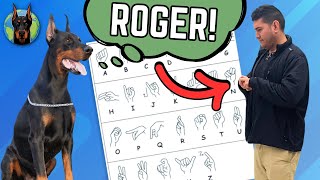 Can a Doberman Learn Sign Language?! (Extreme Intelligence)